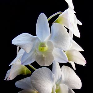 Preview wallpaper dendrobium, flowers, white, petals, black background