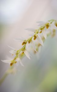 Preview wallpaper dendrohilum, inflorescence, flower, blur