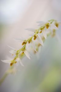 Preview wallpaper dendrohilum, inflorescence, flower, blur