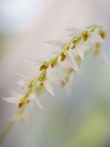 Preview wallpaper dendrohilum, inflorescence, flower, blur