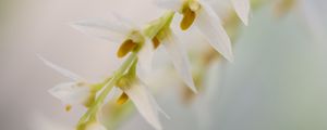 Preview wallpaper dendrohilum, inflorescence, flower, blur