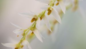 Preview wallpaper dendrohilum, inflorescence, flower, blur