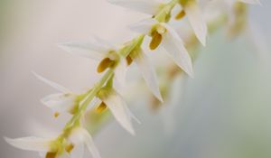 Preview wallpaper dendrohilum, inflorescence, flower, blur