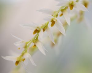 Preview wallpaper dendrohilum, inflorescence, flower, blur