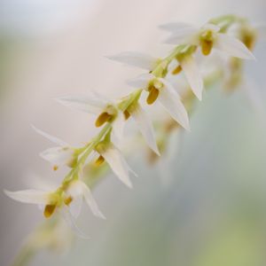 Preview wallpaper dendrohilum, inflorescence, flower, blur