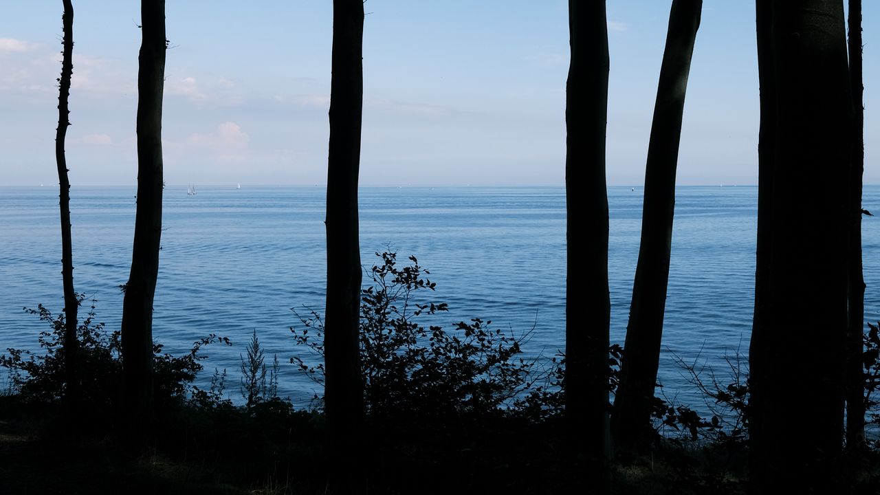 Wallpaper деревья, берег, море, темный