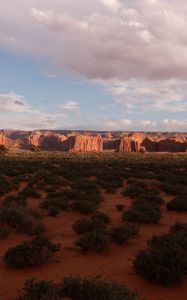 Preview wallpaper desert, bushes, evening, shade