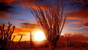 Preview wallpaper desert, bushes, sun, decline, vegetation, prickles