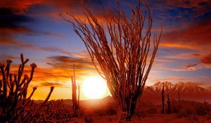 Preview wallpaper desert, bushes, sun, decline, vegetation, prickles