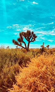 Preview wallpaper desert, cacti, bushes, plants, wildlife