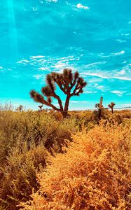 Preview wallpaper desert, cacti, bushes, plants, wildlife