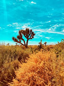 Preview wallpaper desert, cacti, bushes, plants, wildlife