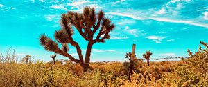 Preview wallpaper desert, cacti, bushes, plants, wildlife