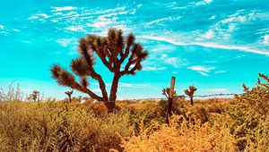 Preview wallpaper desert, cacti, bushes, plants, wildlife