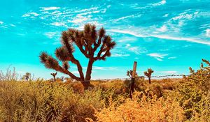 Preview wallpaper desert, cacti, bushes, plants, wildlife