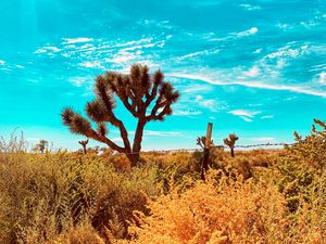 Preview wallpaper desert, cacti, bushes, plants, wildlife