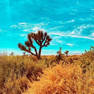 Preview wallpaper desert, cacti, bushes, plants, wildlife