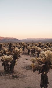 Preview wallpaper desert, cacti, mountains, landscape, nature
