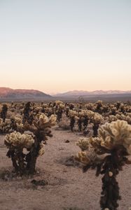 Preview wallpaper desert, cacti, mountains, landscape, nature