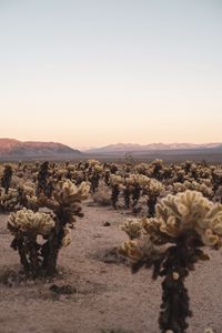 Preview wallpaper desert, cacti, mountains, landscape, nature