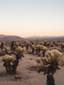 Preview wallpaper desert, cacti, mountains, landscape, nature