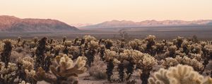 Preview wallpaper desert, cacti, mountains, landscape, nature