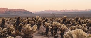 Preview wallpaper desert, cacti, mountains, landscape, nature