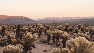 Preview wallpaper desert, cacti, mountains, landscape, nature