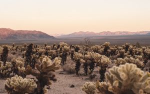 Preview wallpaper desert, cacti, mountains, landscape, nature