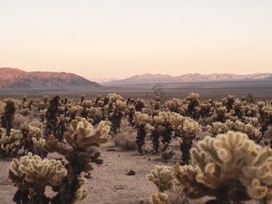 Preview wallpaper desert, cacti, mountains, landscape, nature