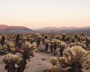 Preview wallpaper desert, cacti, mountains, landscape, nature