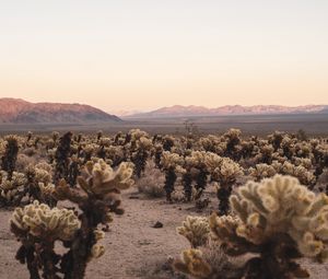 Preview wallpaper desert, cacti, mountains, landscape, nature