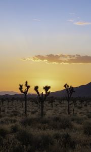 Preview wallpaper desert, cacti, mountains, sunset