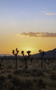 Preview wallpaper desert, cacti, mountains, sunset