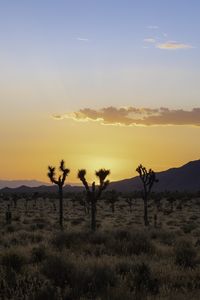 Preview wallpaper desert, cacti, mountains, sunset