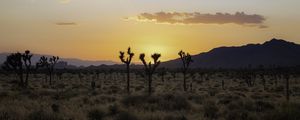 Preview wallpaper desert, cacti, mountains, sunset