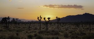 Preview wallpaper desert, cacti, mountains, sunset