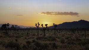 Preview wallpaper desert, cacti, mountains, sunset