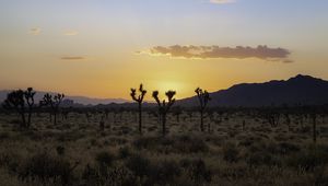 Preview wallpaper desert, cacti, mountains, sunset