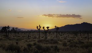 Preview wallpaper desert, cacti, mountains, sunset