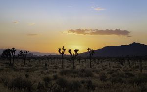 Preview wallpaper desert, cacti, mountains, sunset