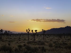 Preview wallpaper desert, cacti, mountains, sunset