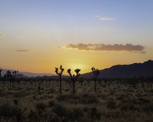 Preview wallpaper desert, cacti, mountains, sunset