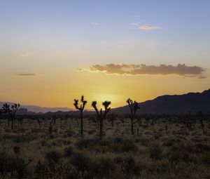 Preview wallpaper desert, cacti, mountains, sunset