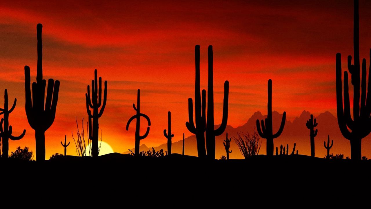 Wallpaper desert, cactuses, outlines, sun, decline, evening, figures