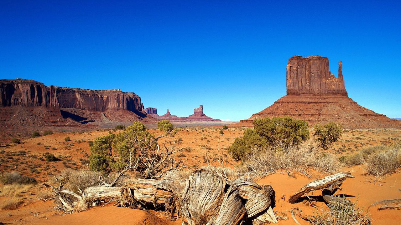 Wallpaper desert, drought, canyon, roots, bushes, vegetation