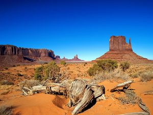 Preview wallpaper desert, drought, canyon, roots, bushes, vegetation