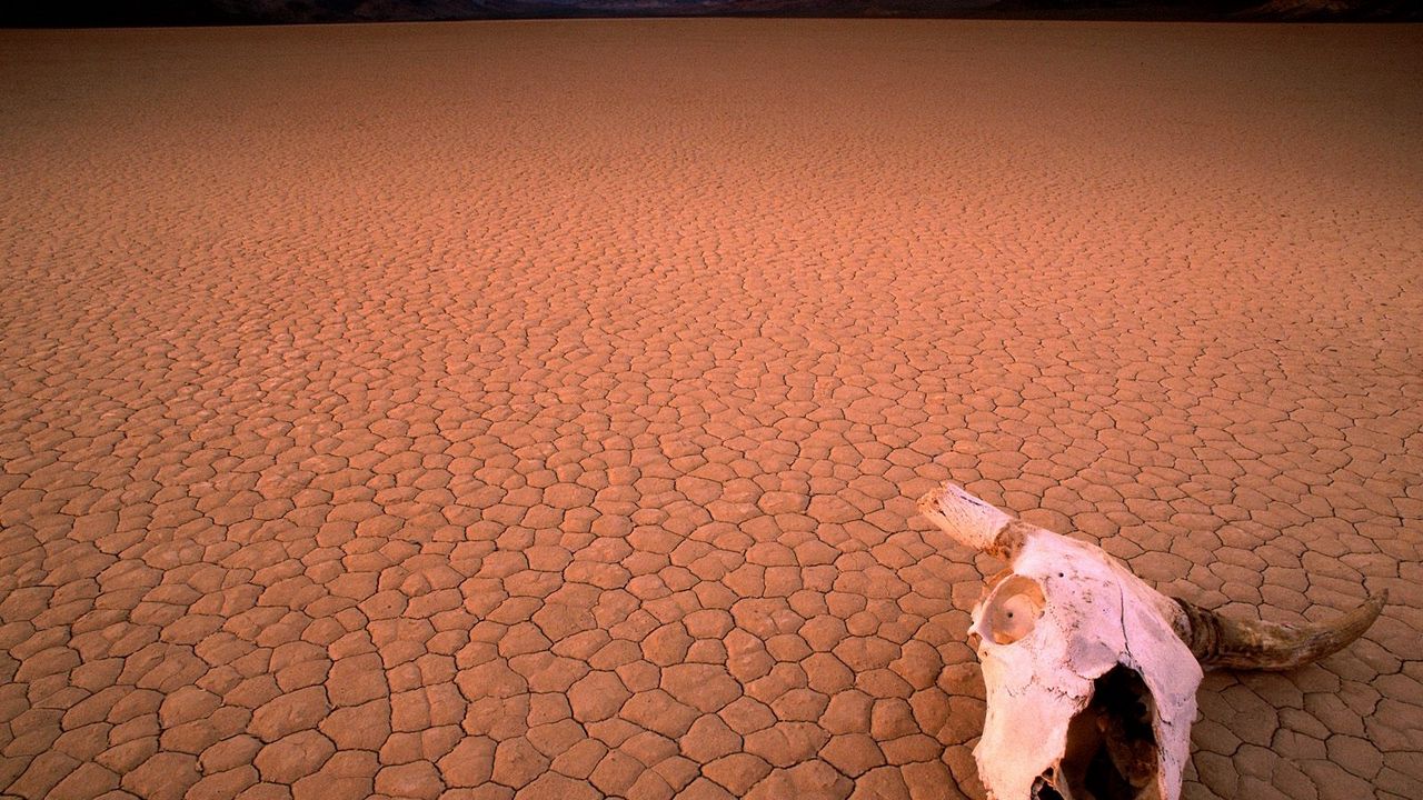 Wallpaper desert, drought, skull, bone, head