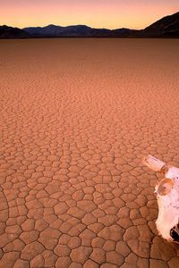Preview wallpaper desert, drought, skull, bone, head