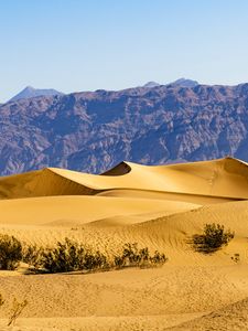 Preview wallpaper desert, dunes, mountains, sand, bushes, nature